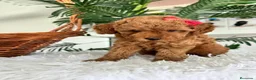 Caniche Toy perros en venta: CANCIHE ROJO - Anuncio 10