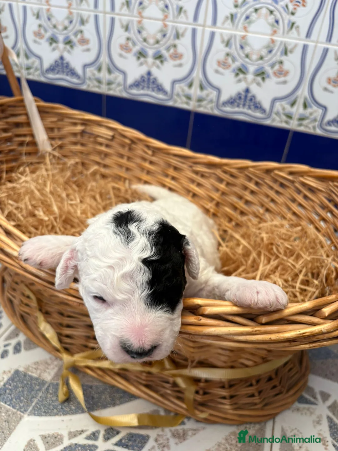 Perro de Agua Español perros en venta: PERROS DE AGUA ESPAÑOL - Anuncio 28