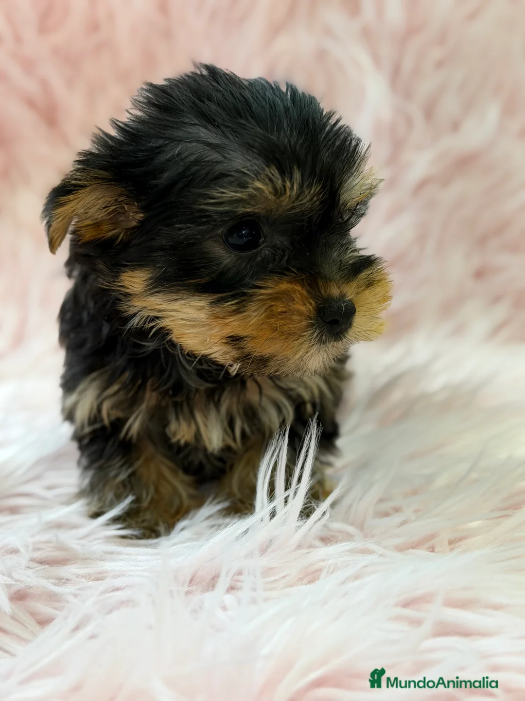 Yorkshire Terrier perros en venta: Yorkshire mini Toy  - Anuncio 3
