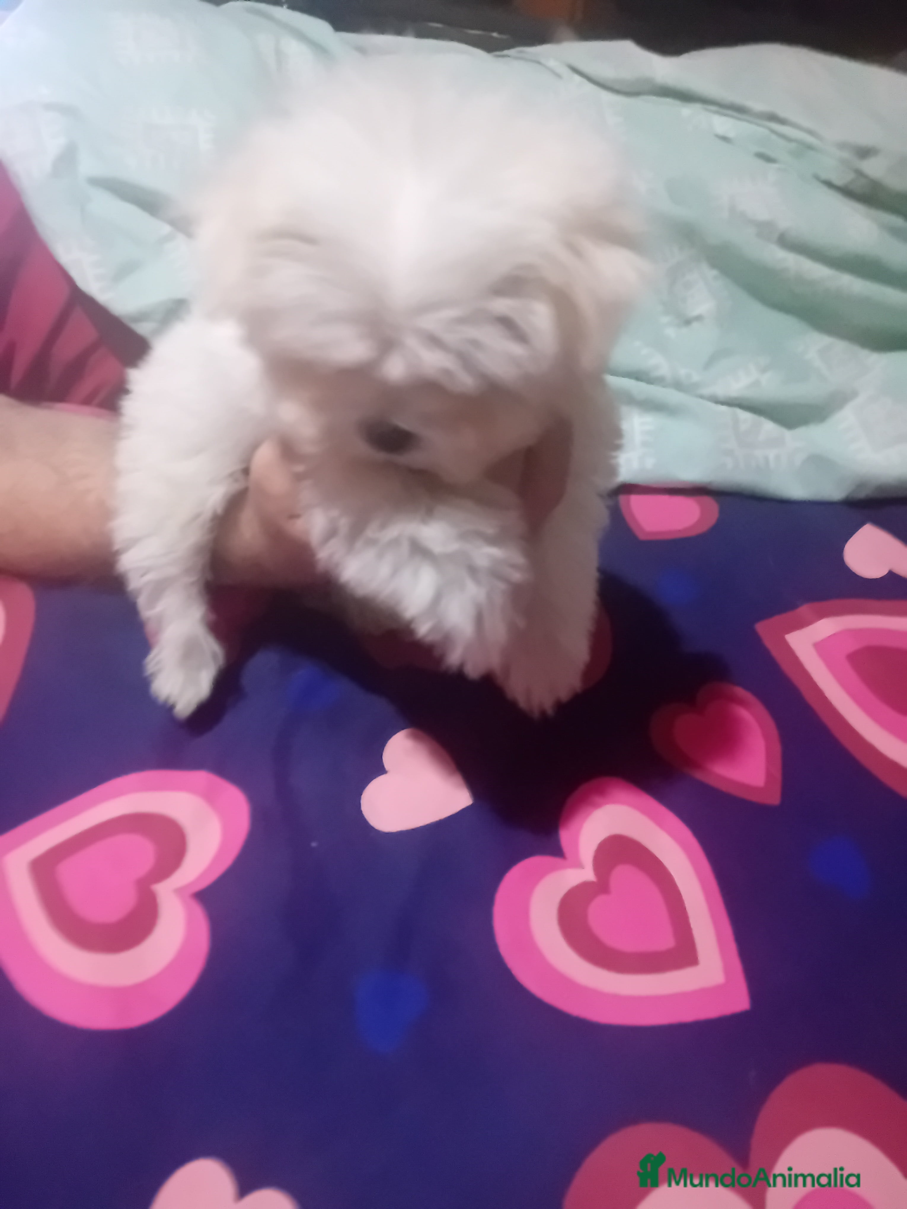 Bichón Maltés perros camada de bichón maltes toy  - Anuncio 1