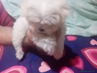Bichón Maltés perros camada de bichón maltes toy - Anuncio 1