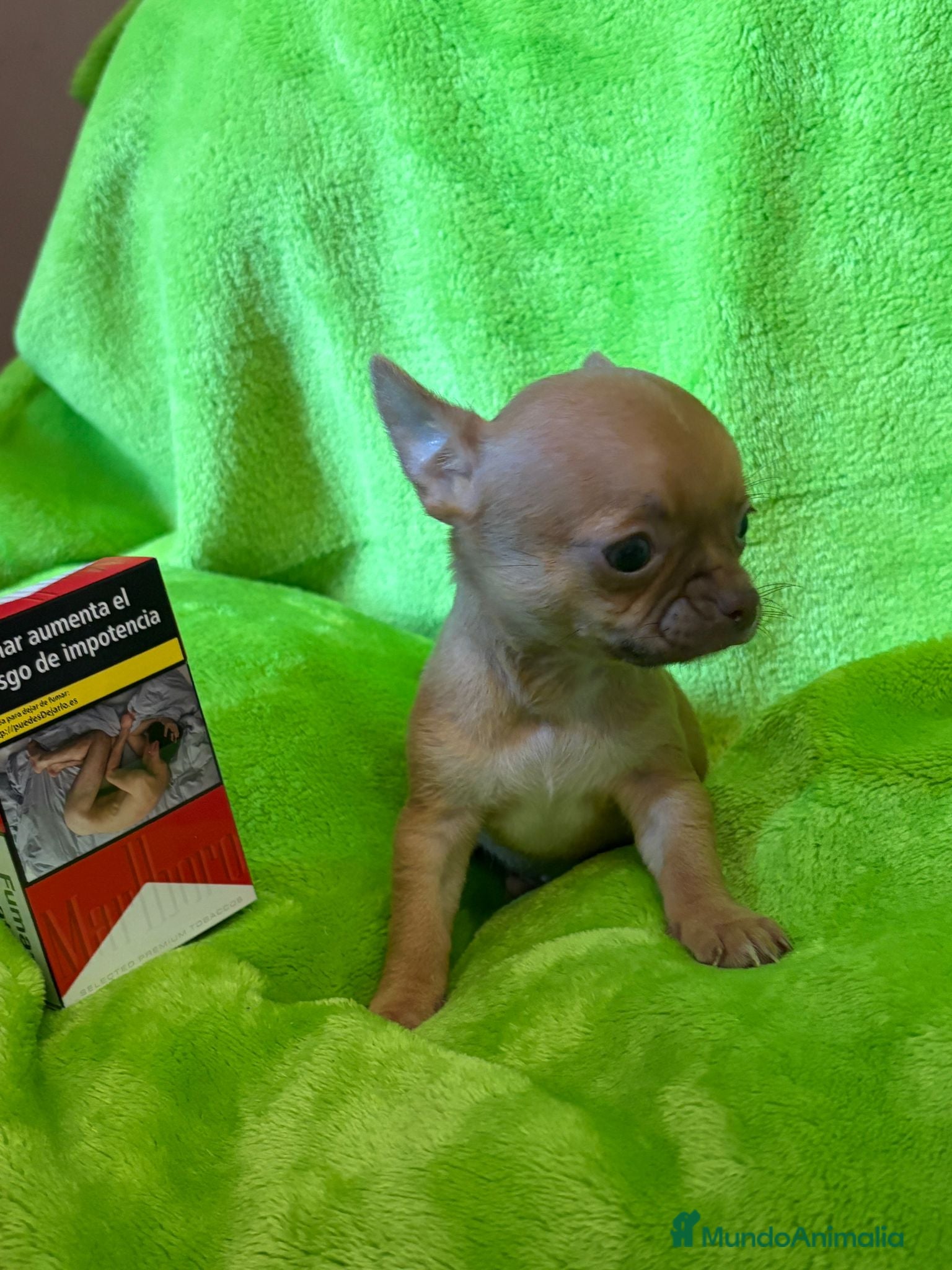 Chihuahua perros en venta: Chihuahua  mini toy  - Anuncio 11