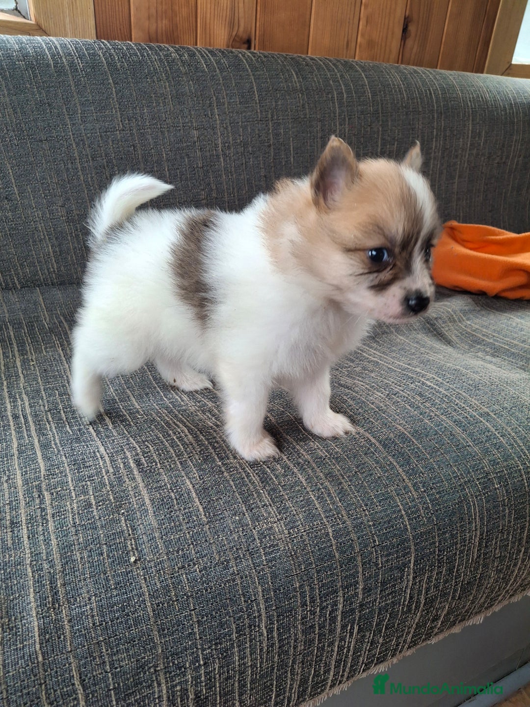 Pomerania perros en venta: Pomerania Enano particolor  - Anuncio 1