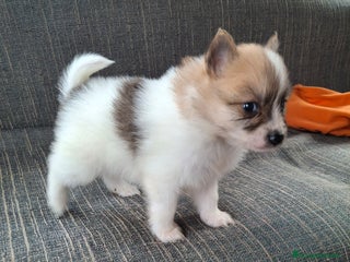 Pomerania perros Pomerania Enano particolor - Anuncio 1