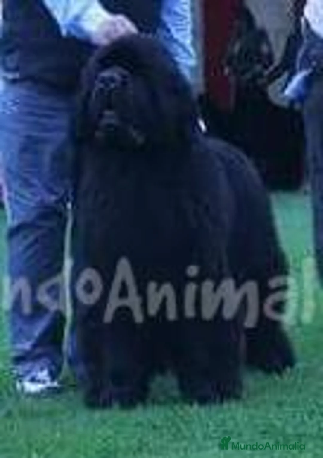 Imagen de galería {{count}}