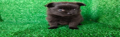 Pomerania 1