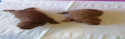 Raza Mixta perros en venta: Preciosa camada de caniches muy bonitos  - Anuncio 5