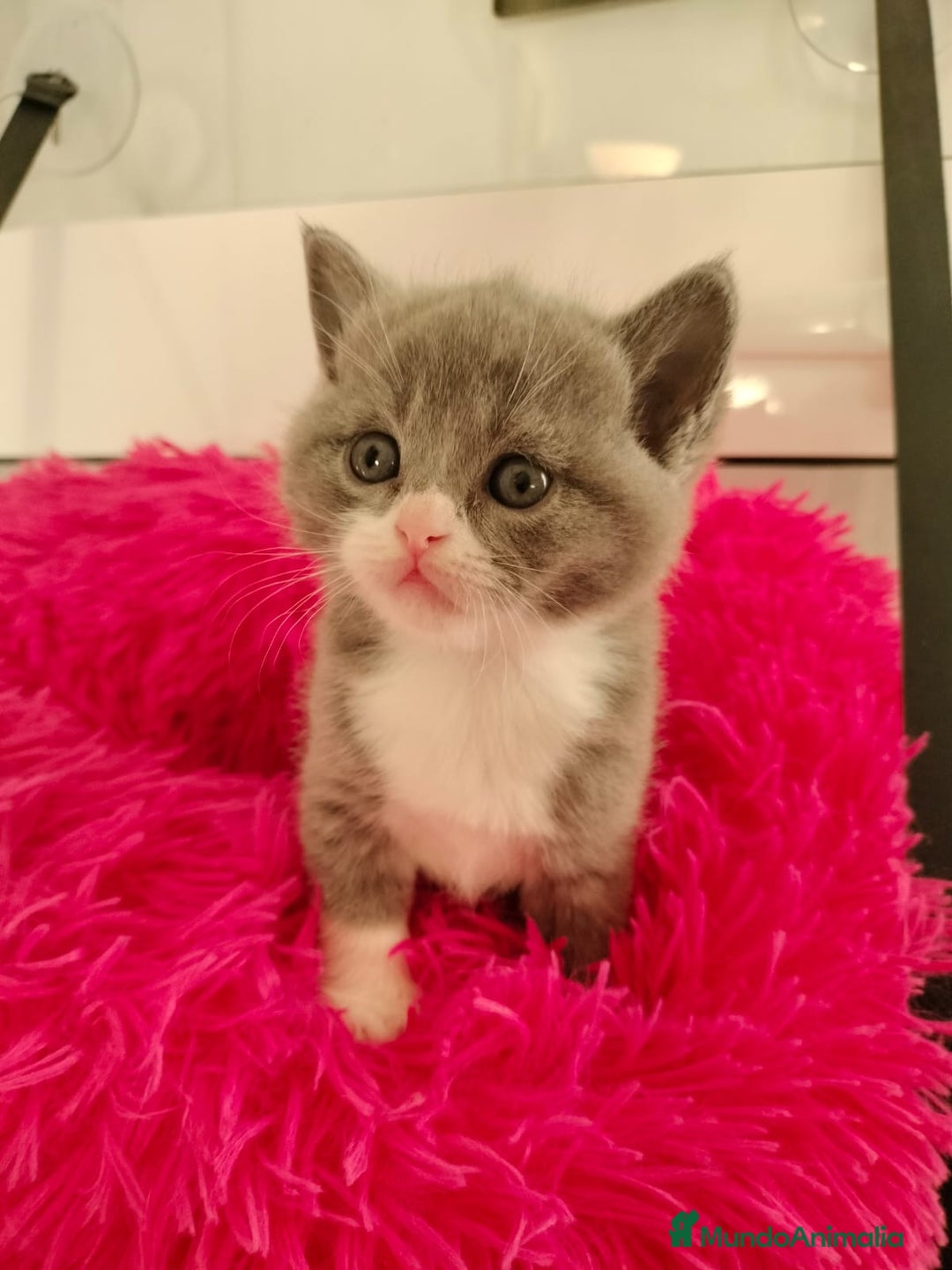 Británico de Pelo Corto gatos en venta: British Shorthair machos y hembra  - Anuncio 7