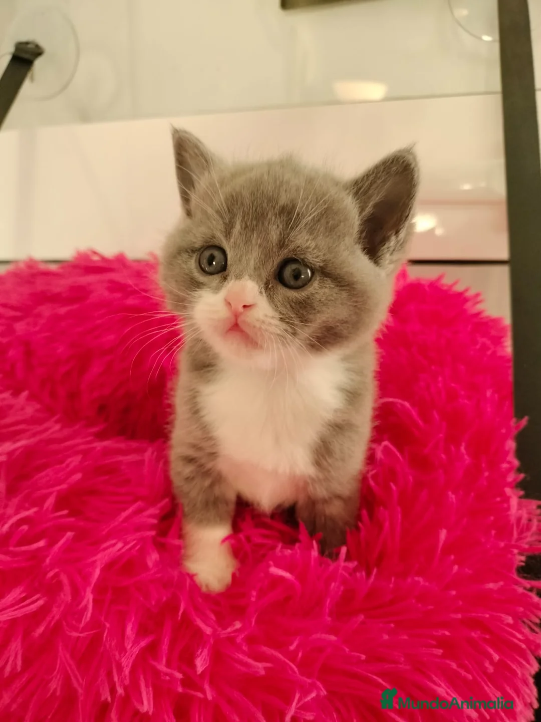 Británico de Pelo Corto gatos en venta: British Shorthair machos y hembra  - Anuncio 7
