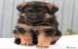 Pastor Alemán perros en venta: Adorable cachorrín de Pastor Alemán - Imagen 1