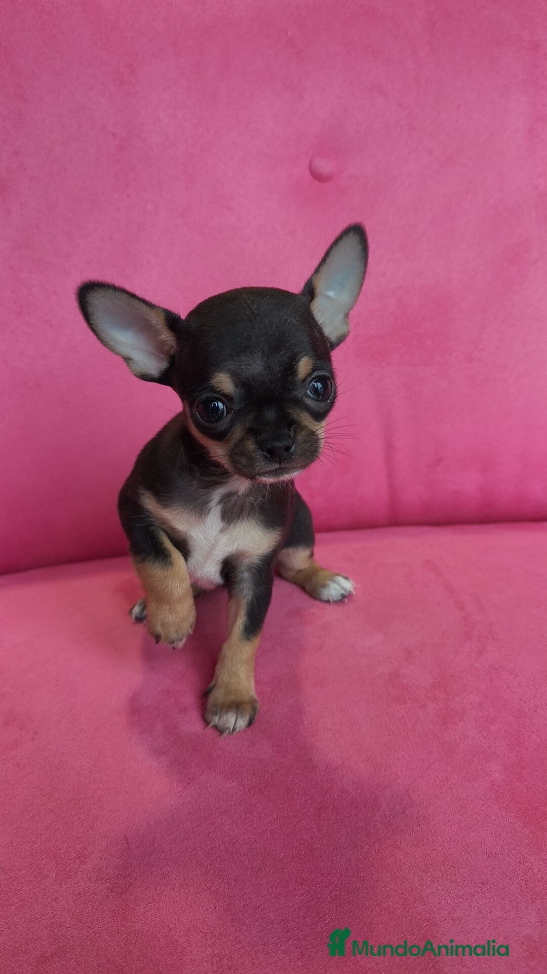 Chihuahua perros en venta: Chihuahuas Toy  - Anuncio 10