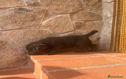 Labrador Retriever perros en venta: Cachorro macho chocolate con pedigree LOE  - Imagen 2
