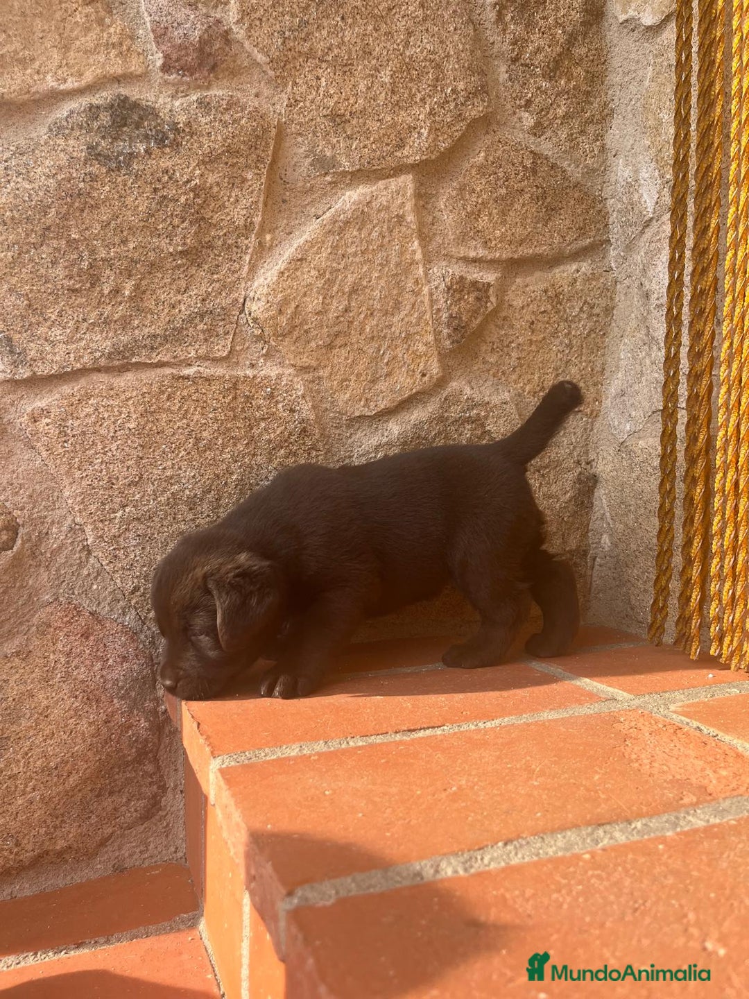 Labrador Retriever perros en venta: Cachorro macho chocolate con pedigree LOE  - Imagen 2