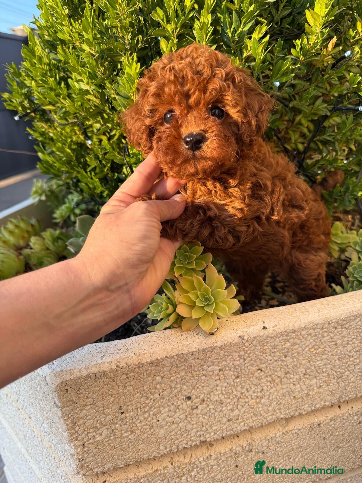 Caniche Toy perros Caniches toy ejemplares muy bonitos !!! - Anuncio 2