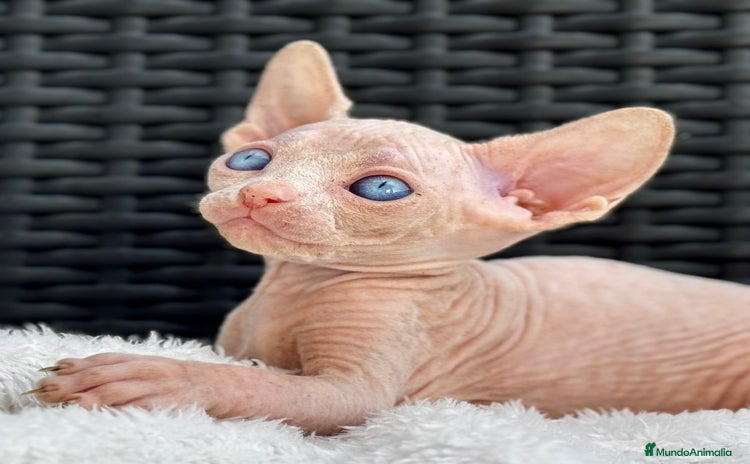 Sphynx gatos - Anuncio 1