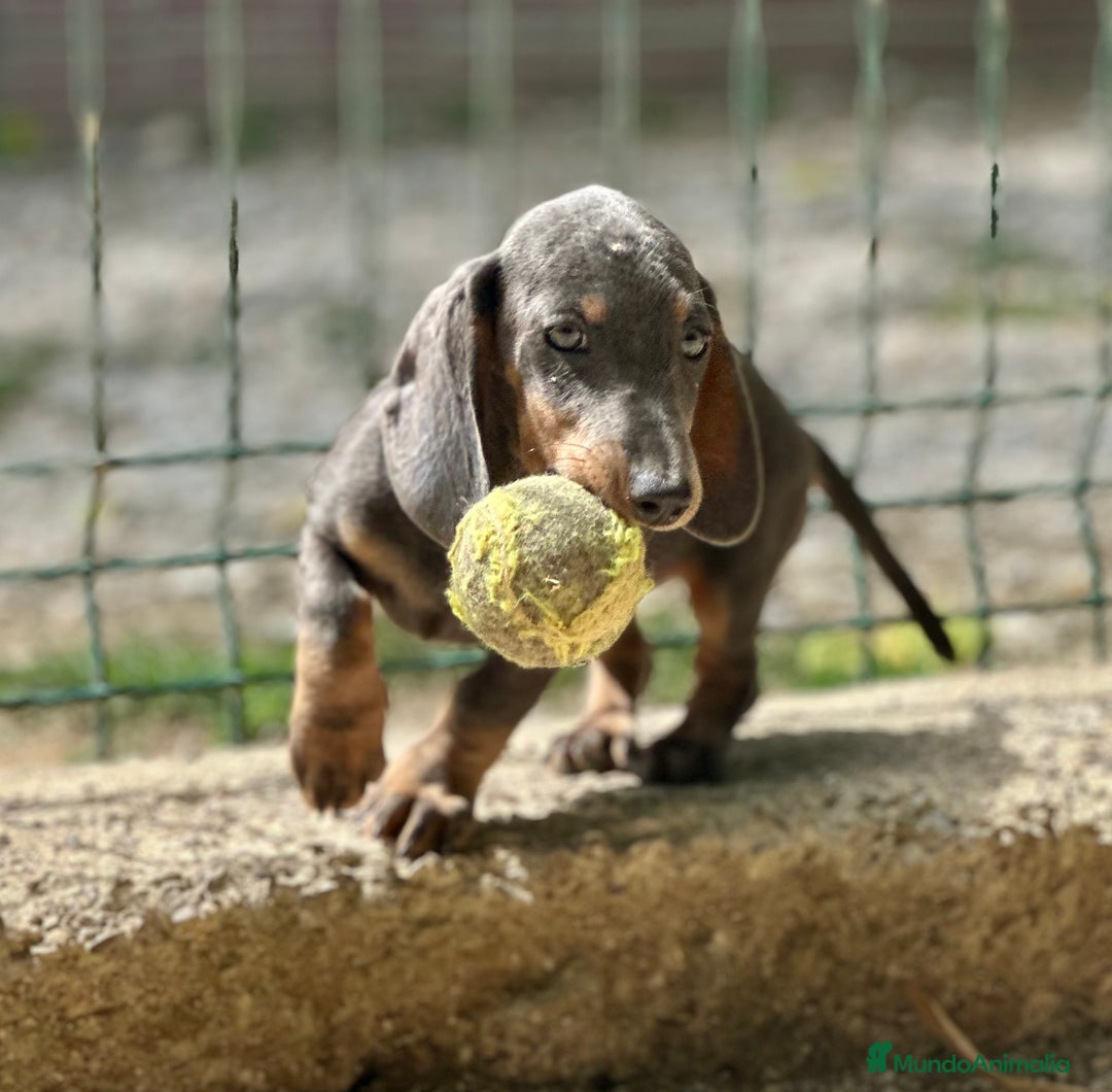 Teckel Miniatura perros en venta: TECKEL MINIATURA DISPONIBLES - Imagen 8