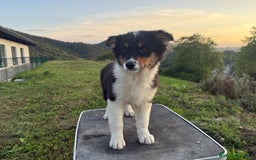 Pastor Australiano perros en venta: Preciosos cachorros de Pastor Australino  - Imagen 2