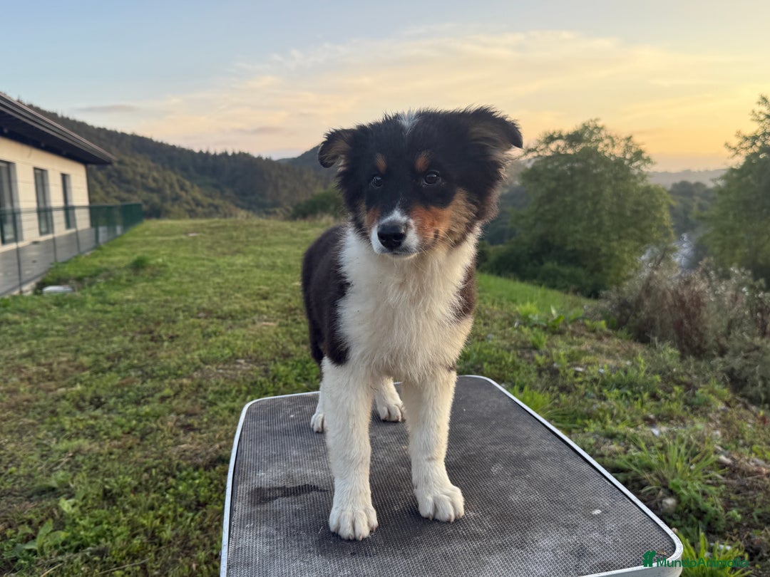 Pastor Australiano perros en venta: Preciosos cachorros de Pastor Australino  - Imagen 2