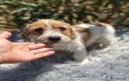 Jack Russell Terrier perros en venta: Jack Russell broken - Imagen 1