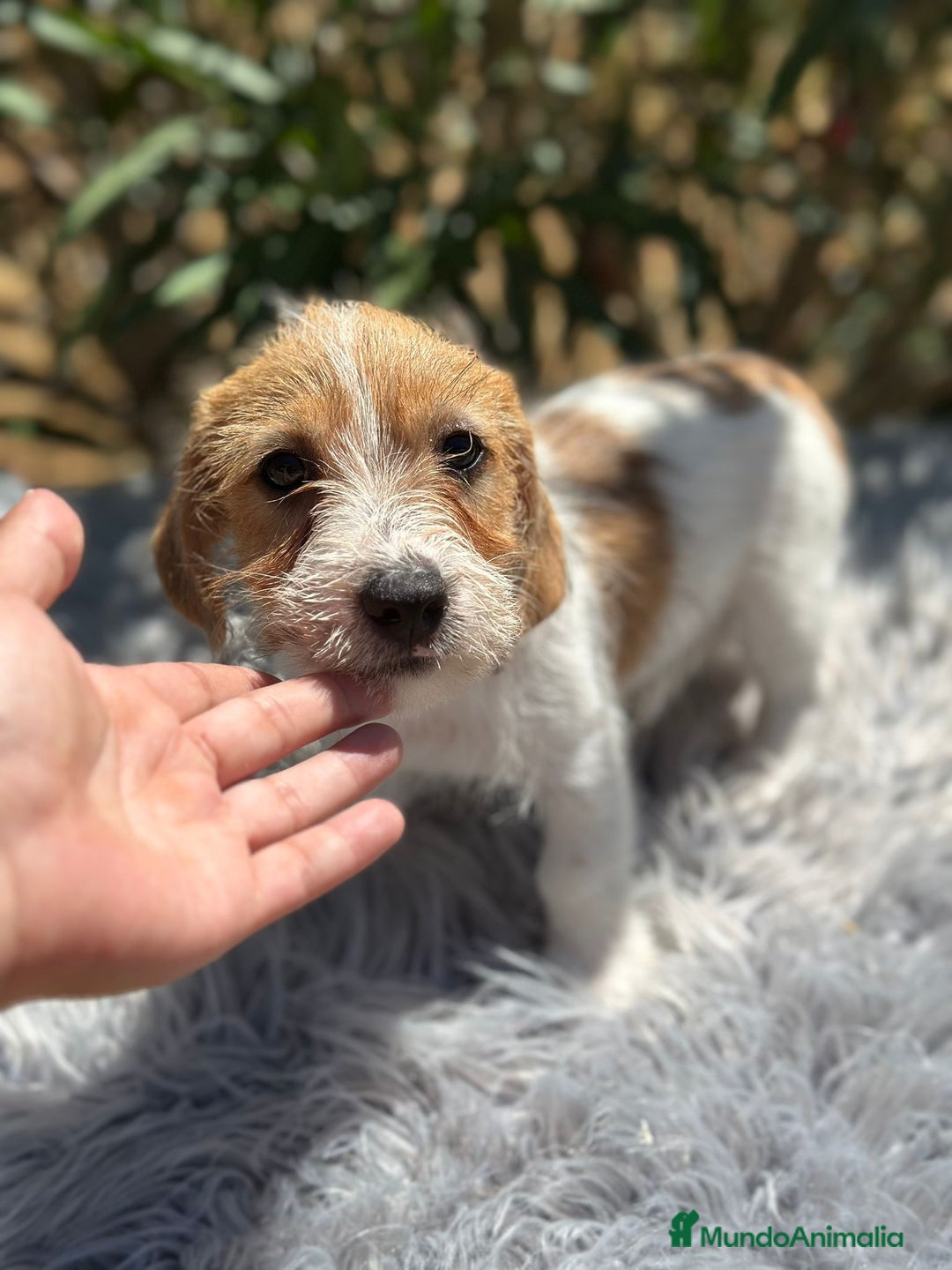 Jack Russell Terrier perros en venta: Jack Russell broken - Imagen 1