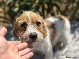 Jack Russell Terrier perros - Anuncio 6
