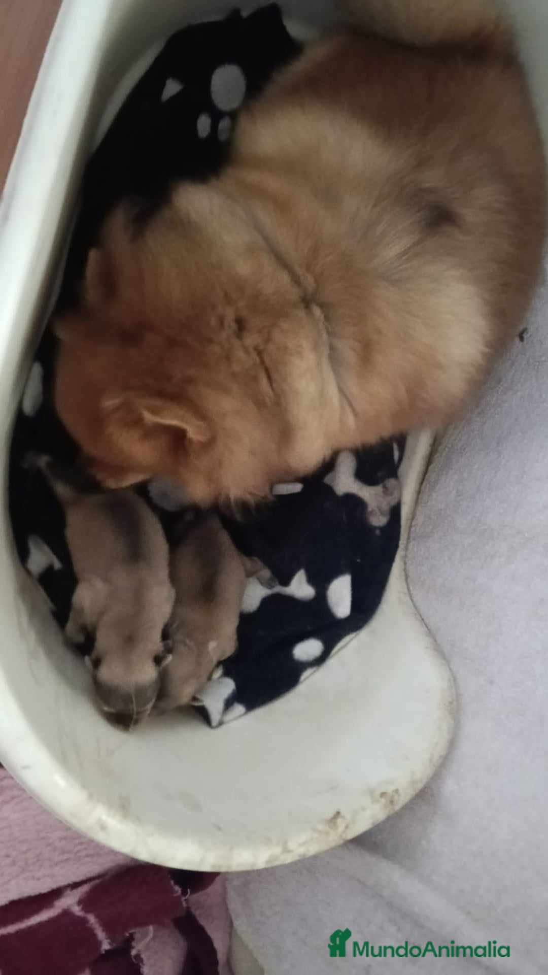 Pomerania perros en venta: Pomerania - Imagen 2