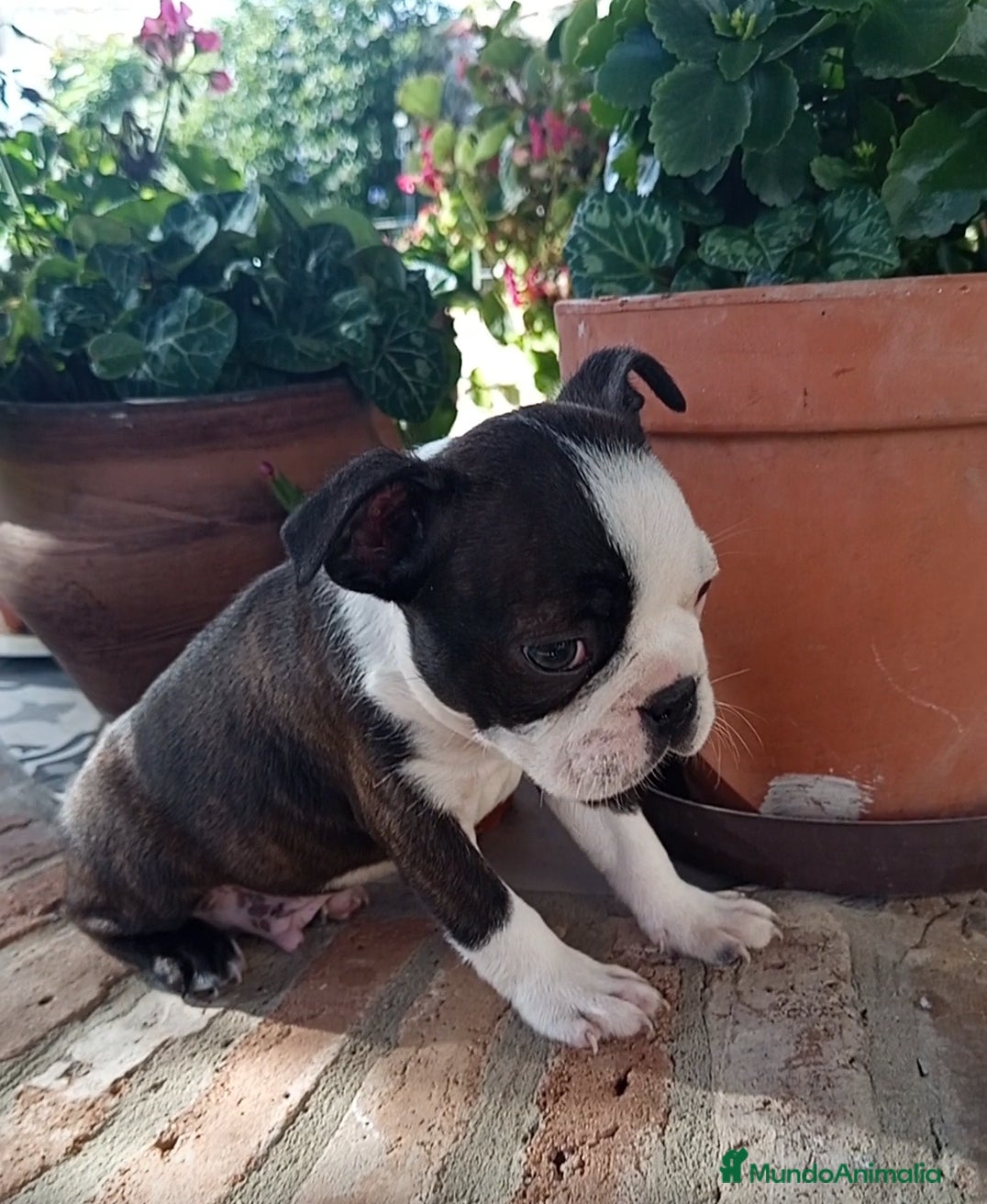 Boston Terrier perros Boston Terrier  - Anuncio 2