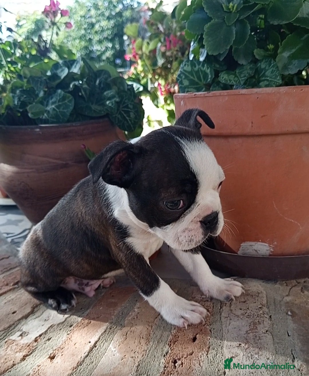 Boston Terrier perros en venta: Boston Terrier  - Anuncio 2