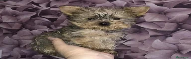 Yorkiepoo Cachorro 2