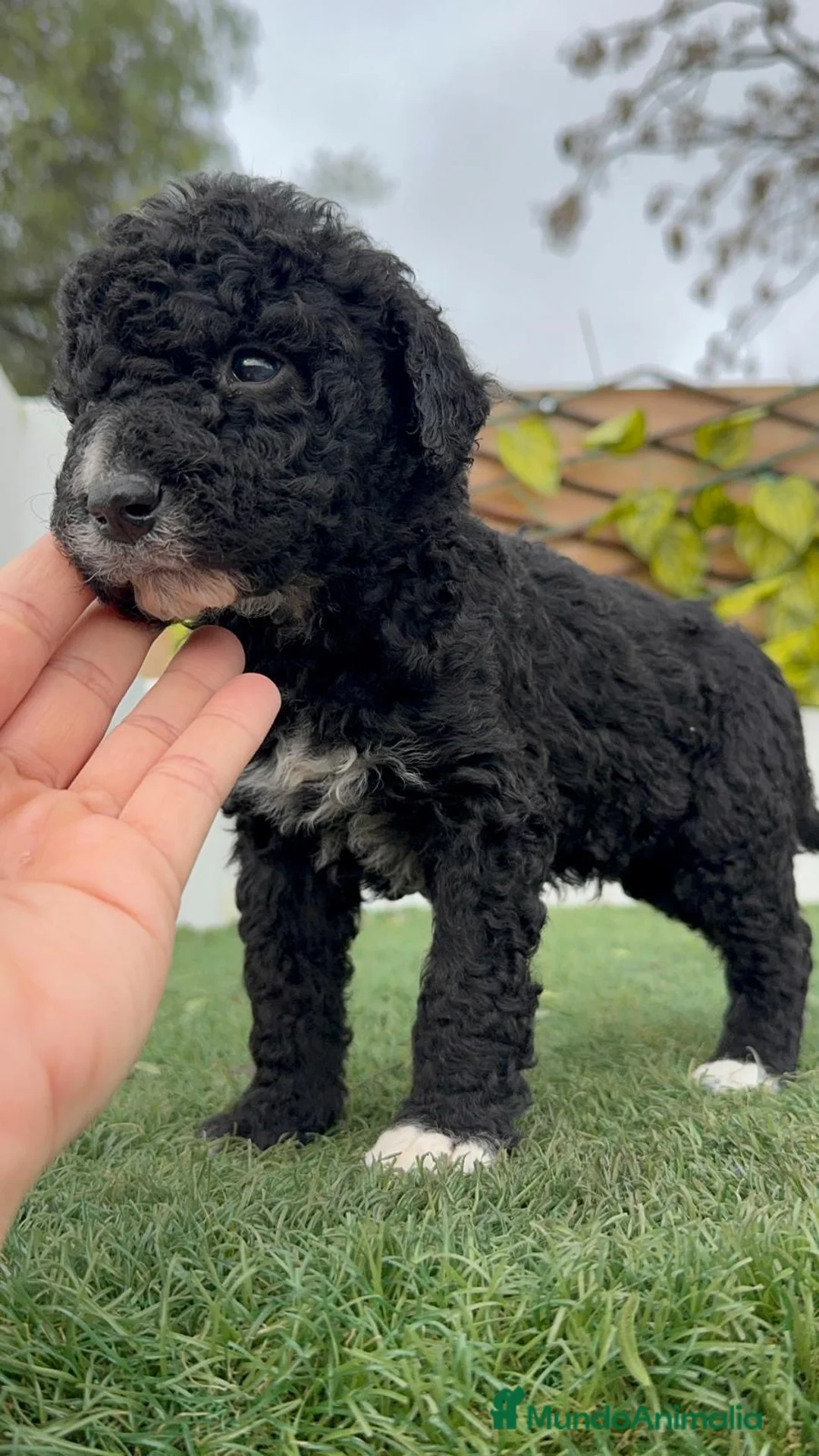 Perro de Agua Español perros en venta: PERRO DE AGUA ESPAÑOL - Anuncio 3