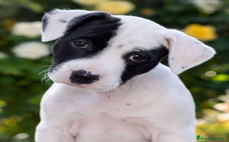 Jack Russell Terrier perros - Propaganda 2