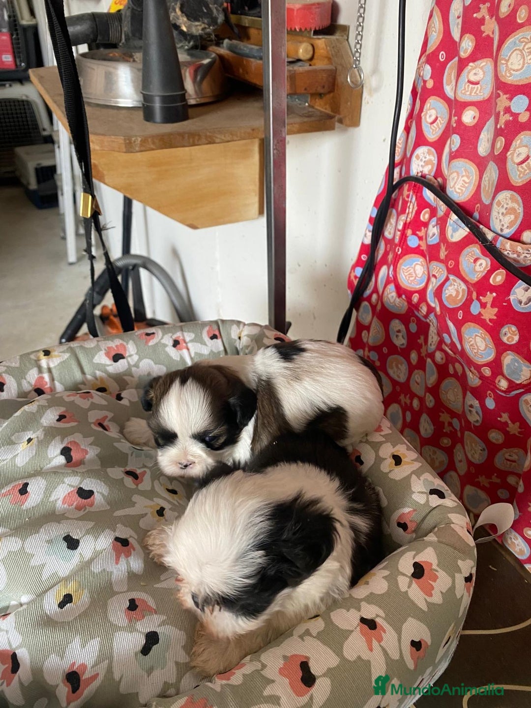 Shih Tzu perros en venta: CACHORRITOS DE SHIH TZU - Imagen 6