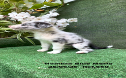 Border Collie perros en venta: BORDER COLLIE hembras Blue Merle - Imagen 22