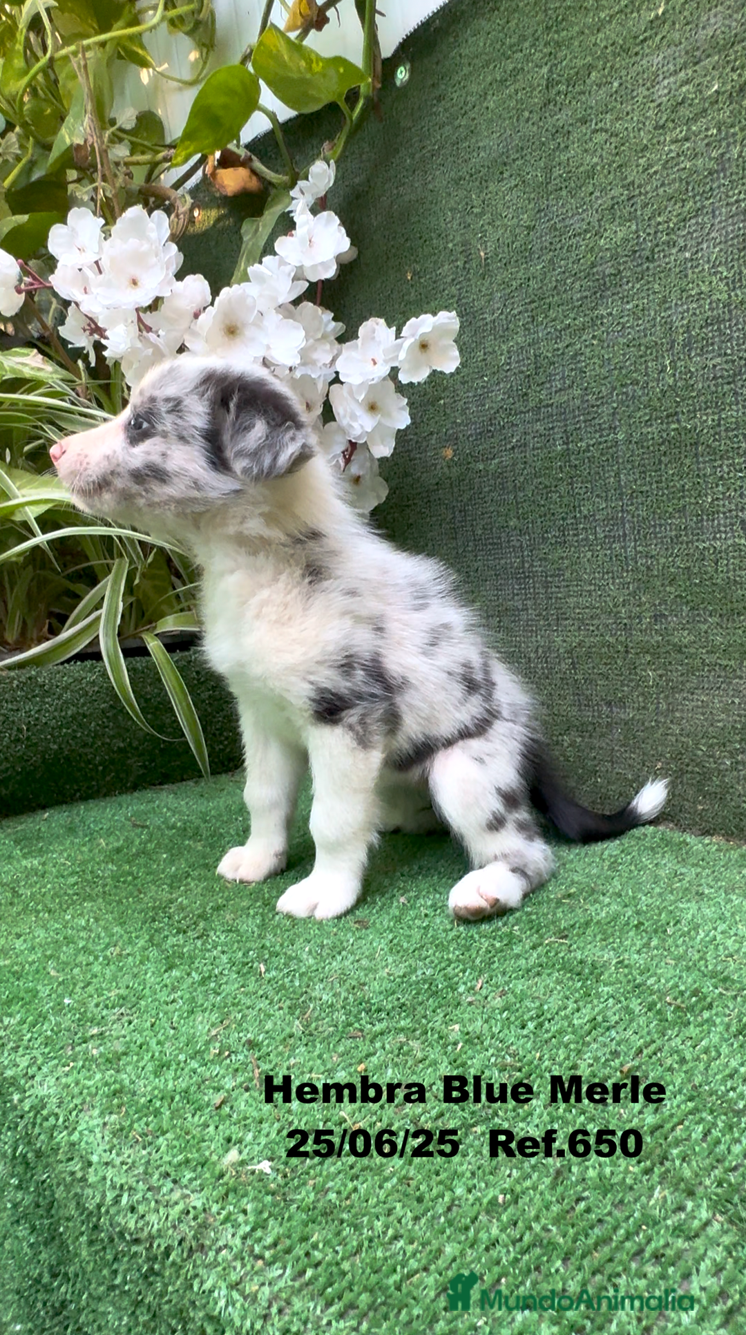 Border Collie perros en venta: BORDER COLLIE hembras Blue Merle - Imagen 22