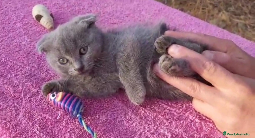 Scottish Fold gatos en venta: Gatita azul scottish fold preciosa - Imagen 3