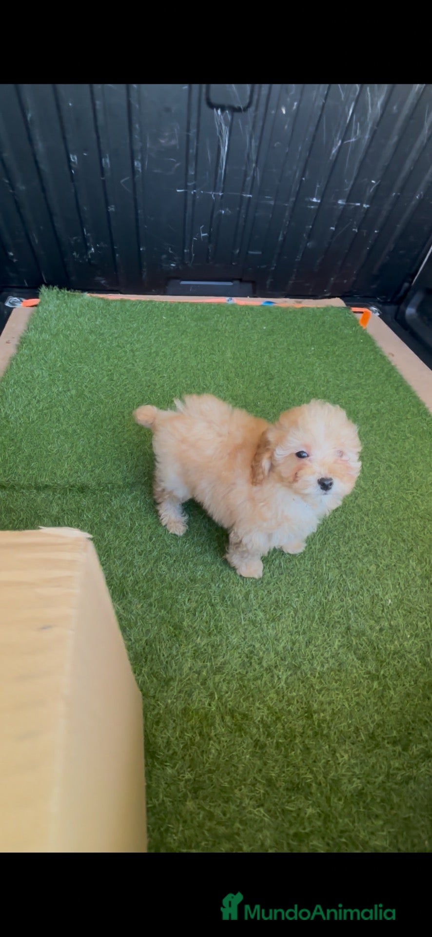 Caniche Toy perros caniche toy apricot alta calidad  - Anuncio 1