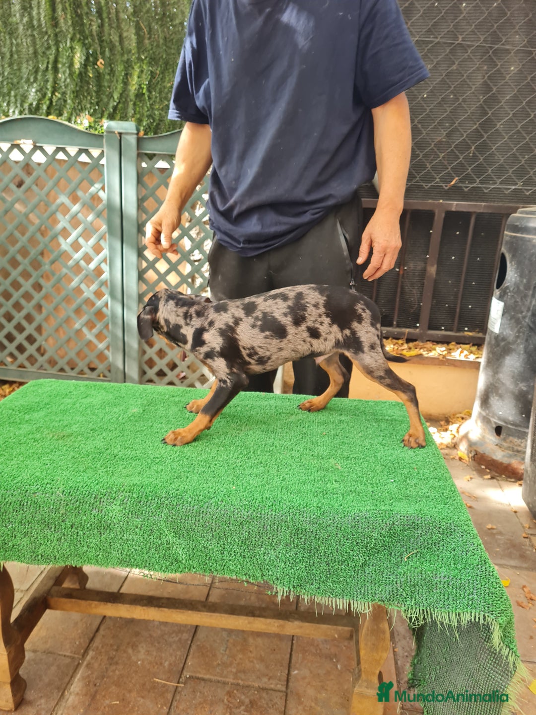 Pinscher Miniatura perros en venta: Pinscher  mini - Imagen 9