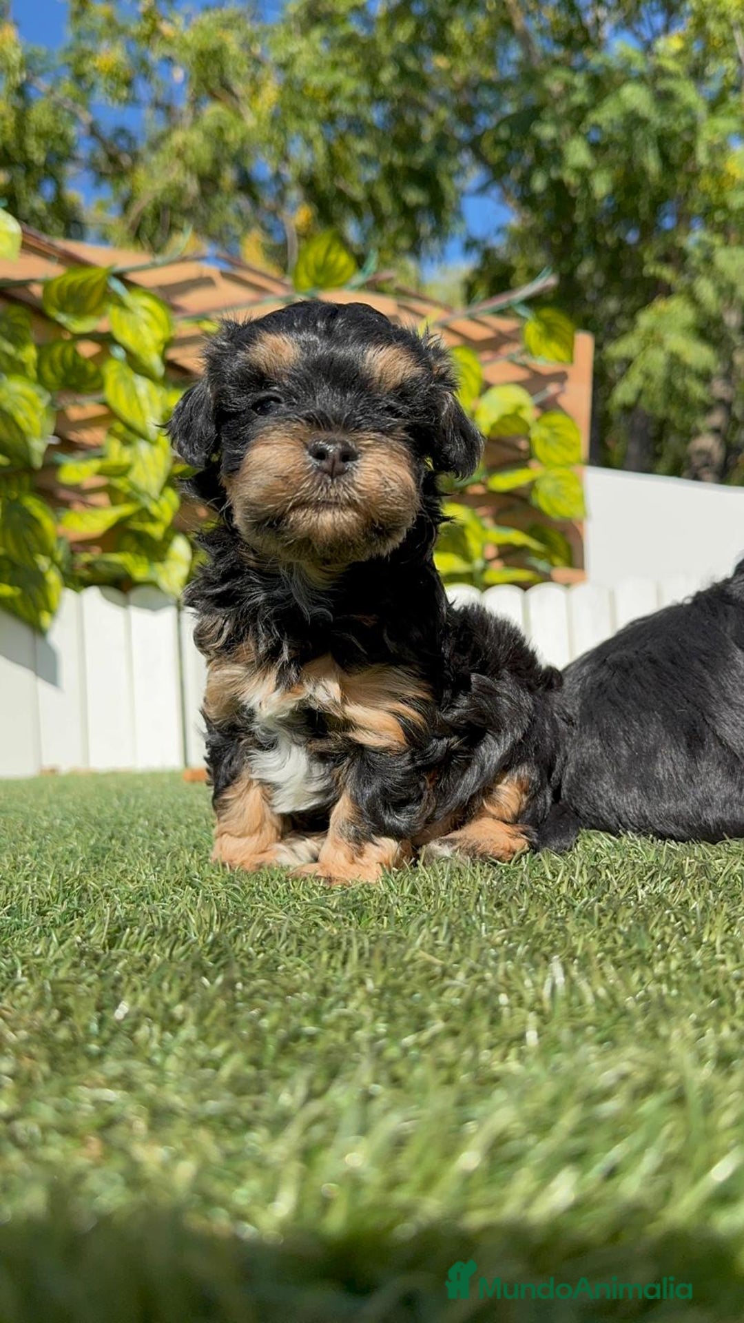 Raza Mixta perros en venta: YORKIPOO - Imagen 7
