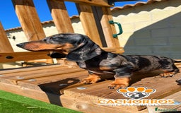 Teckel perros en venta: Teckel standar  - Imagen 2