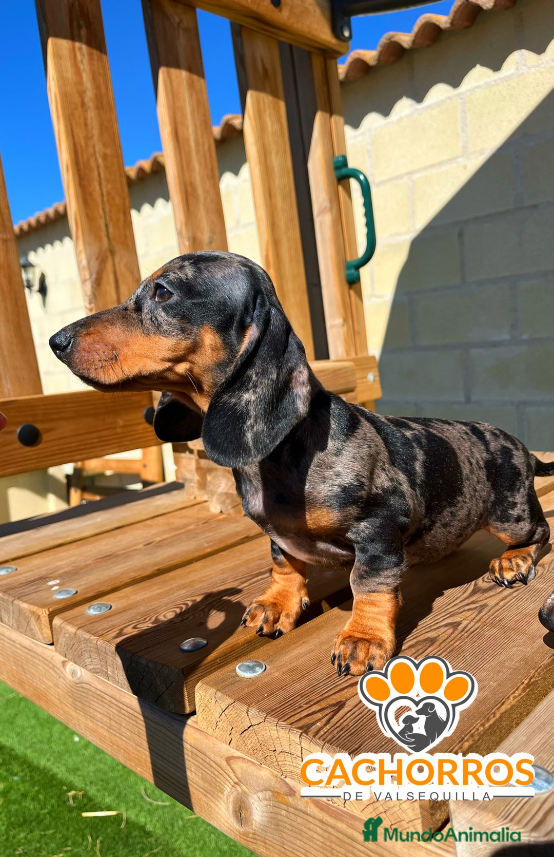 Teckel perros en venta: Teckel standar  - Imagen 2
