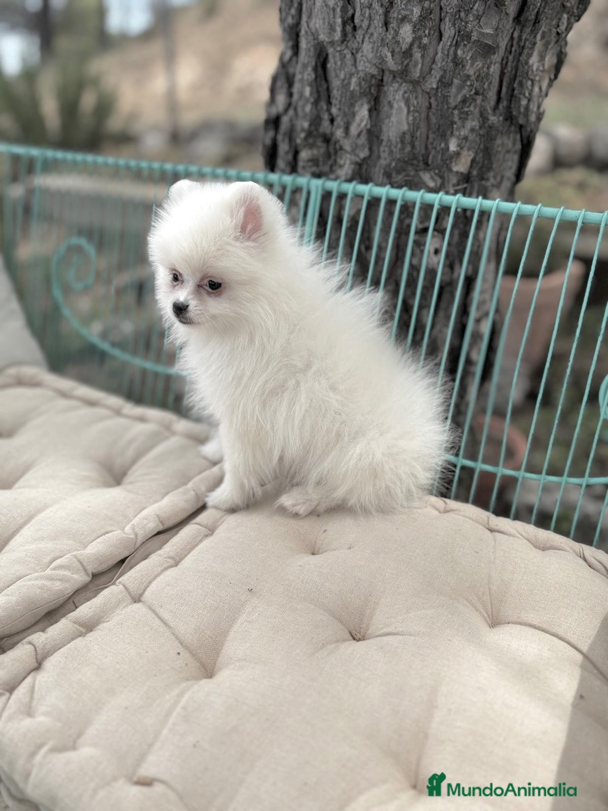 Pomerania perros Pomerania totalmente vacunada !!! - Anuncio 1