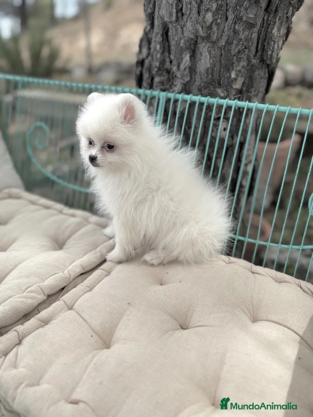 Pomerania perros en venta: Pomerania totalmente vacunada !!! - Anuncio 1