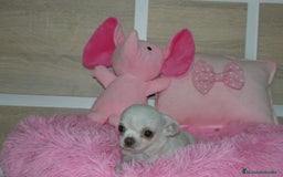 Chihuahua perros en venta: CHIHUAHUAS  - Imagen 8