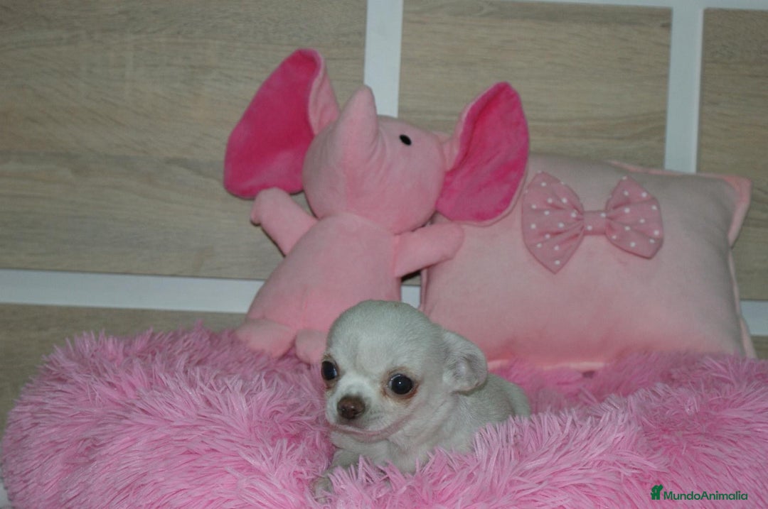 Chihuahua perros en venta: CHIHUAHUAS  - Imagen 8