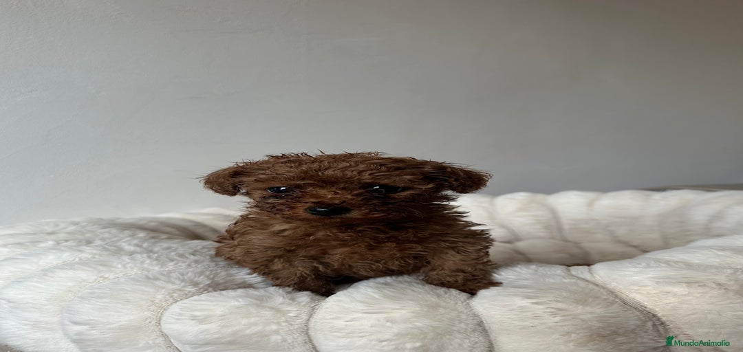 Imagen de galería {{count}}