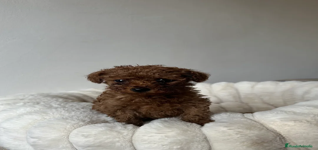 Imagen de galería {{count}}