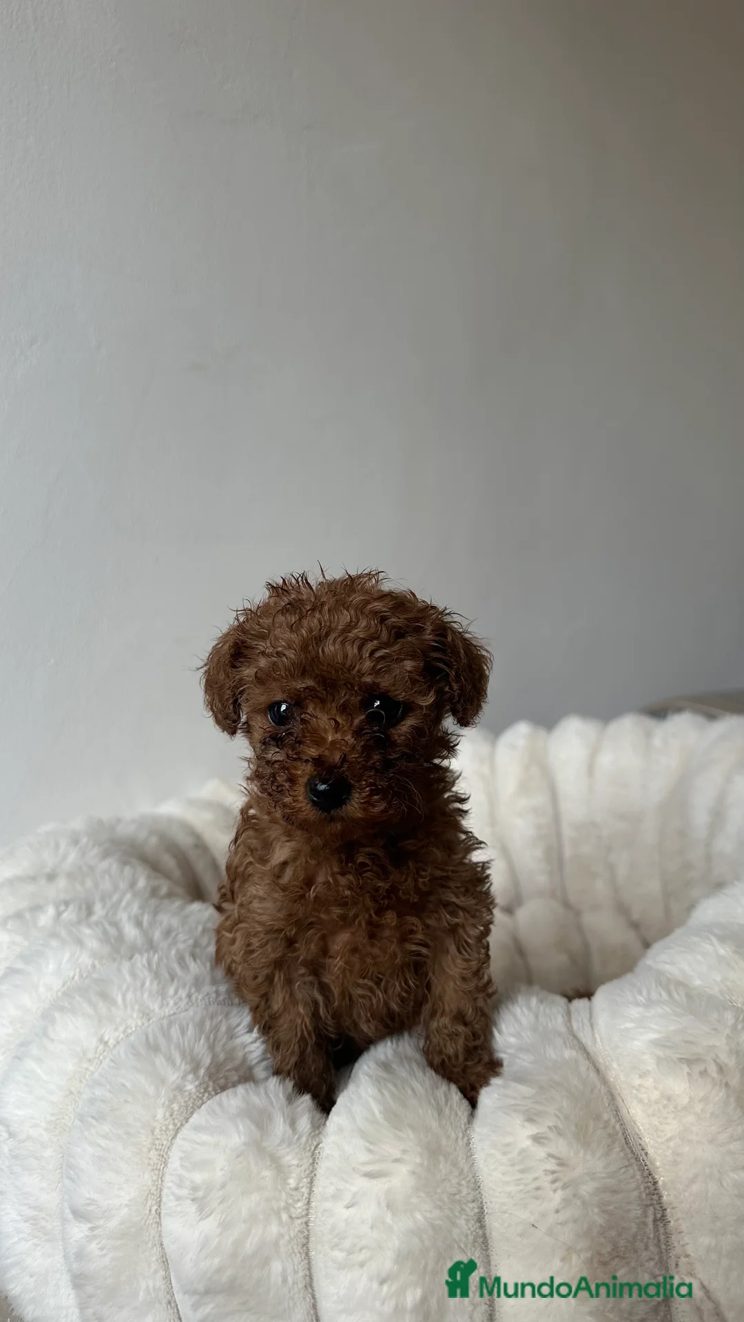 Imagen de galería {{count}}