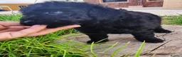 Caniche Toy perros en venta: Caniche toy precio real - Anuncio 4