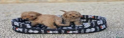 Caniche Toy perros en venta: Caniches toy apricot - Anuncio 4