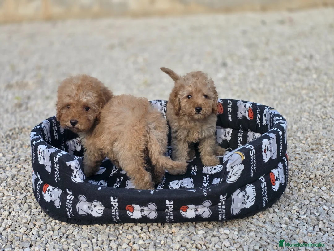 Caniche Toy perros en venta: Caniches toy apricot - Anuncio 4